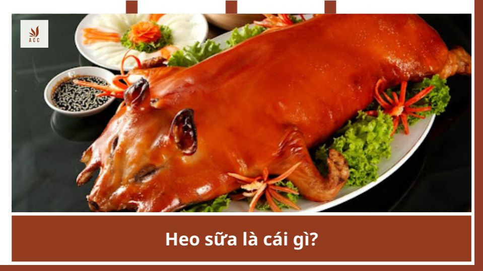 Heo sữa là cái gì?